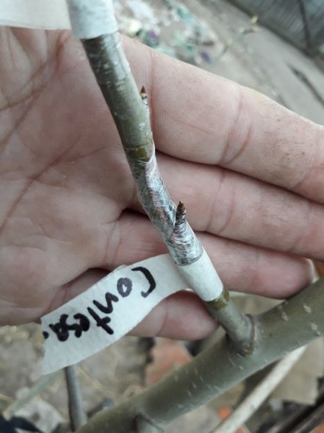 Contesa de Paris - altoiri 2018