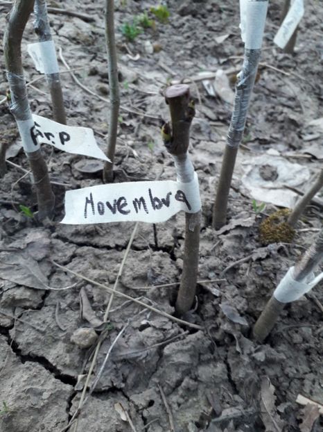 Novembra copulatie - altoiri 2018