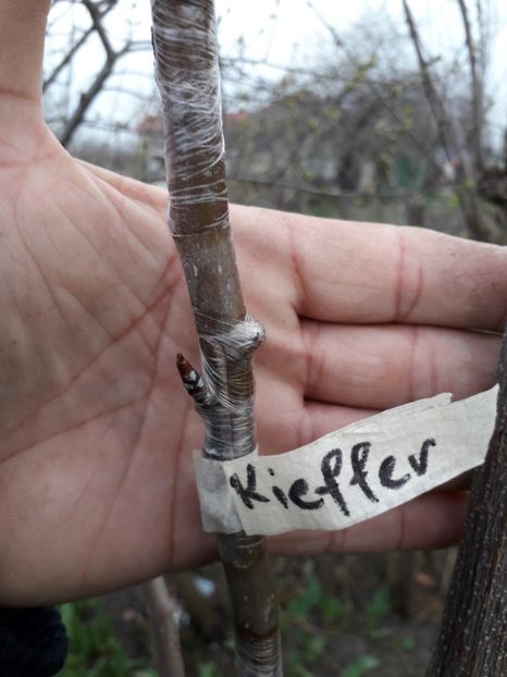 Kieffer - altoiri 2018