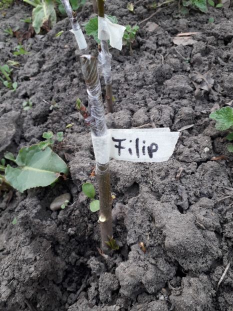 Filip - altoiri 2018