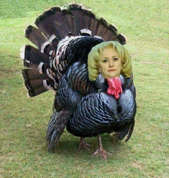  - Poze haioase pamflet