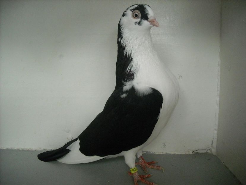  - PORUMBEI CARE MI AU APARTINUT