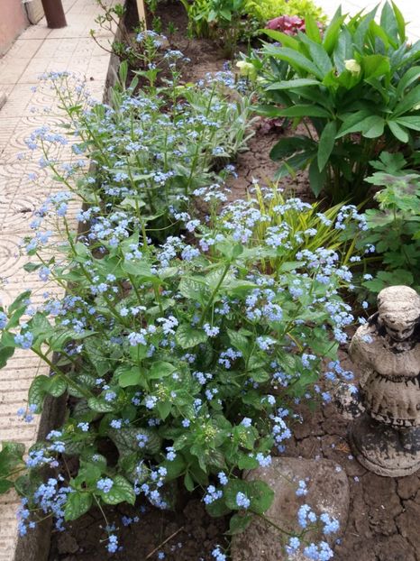 Brunnera macrophylla( Jack Frost+Kings Ransom) - 2018 plantele mele