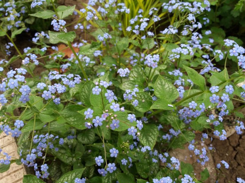 Brunnera macrophylla Jack Frost - 2018 plantele mele