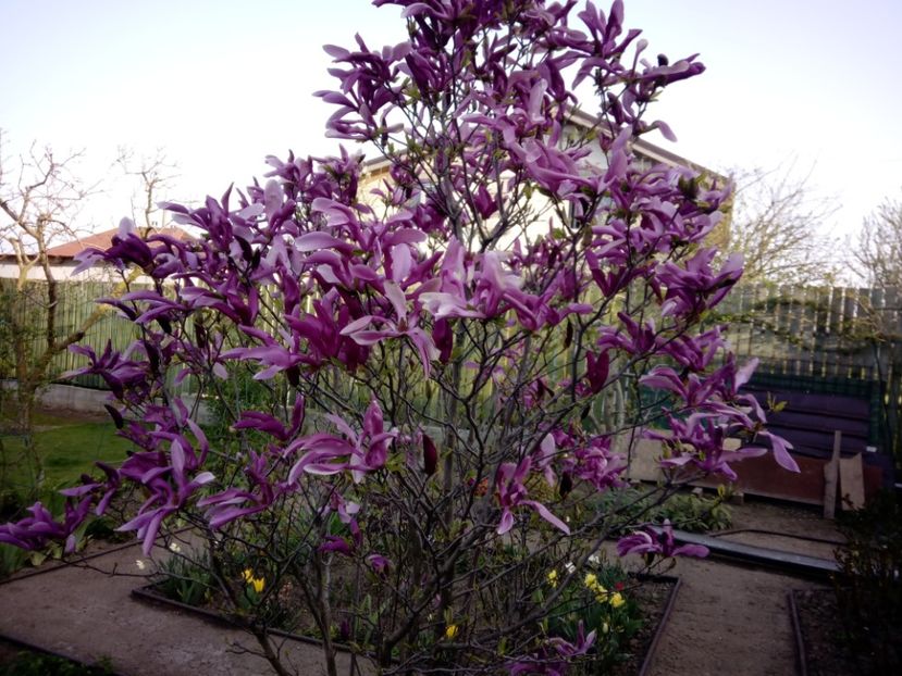 magnoia sussan - 3Primavara2018