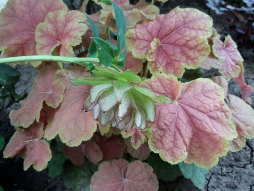  - 2018 plantele mele