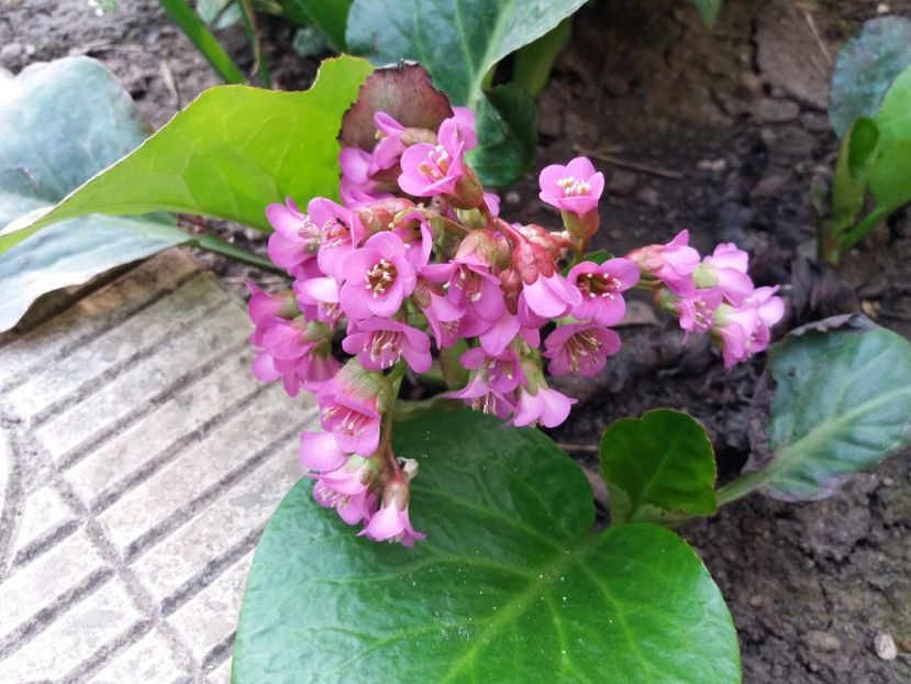 bergenia "winter glow" - 2018 plantele mele