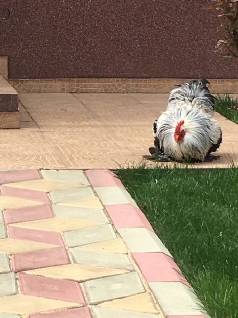 26802223-6F4B-46E0-8F24-09210E93C58F - COCHI PITIC HERMINAT INCHIS 2018