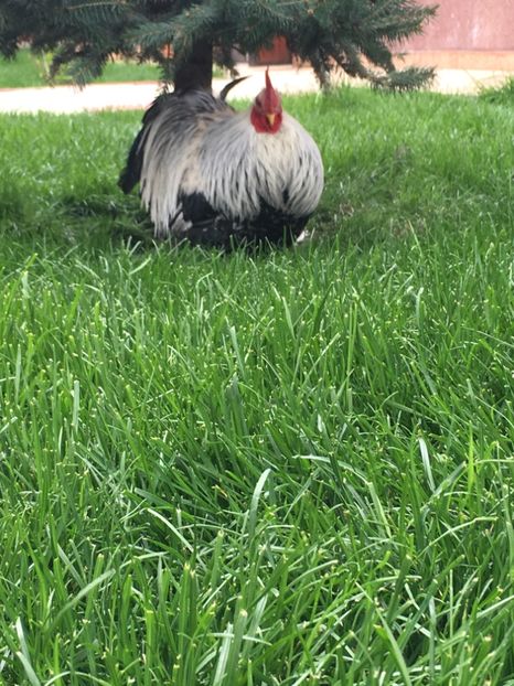 22E8869E-EEBE-446F-9216-A82DE61296C3 - COCHI PITIC HERMINAT INCHIS 2018