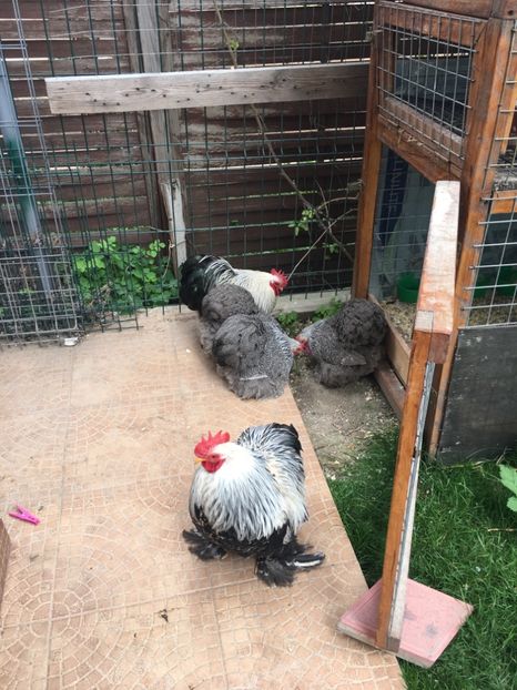 2D9E7071-7EFB-48B3-A4D5-70C83FC11FCC - COCHI PITIC HERMINAT INCHIS 2018