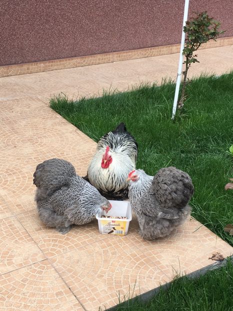 E91BE9EC-638D-4A8B-9E87-4965FDD0E166 - COCHI PITIC HERMINAT INCHIS 2018