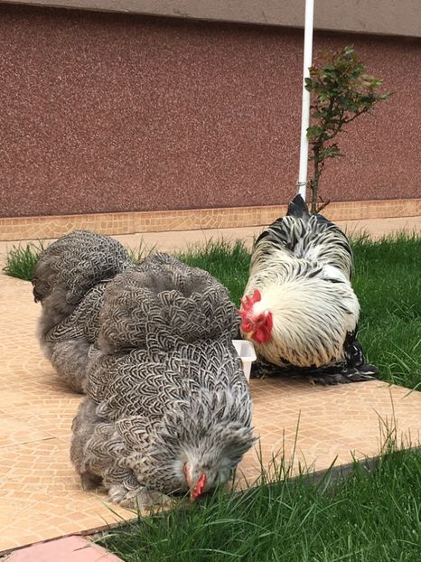 DD9A6DEF-DFEB-4CA3-A3DC-2D2068304862 - COCHI PITIC HERMINAT INCHIS 2018