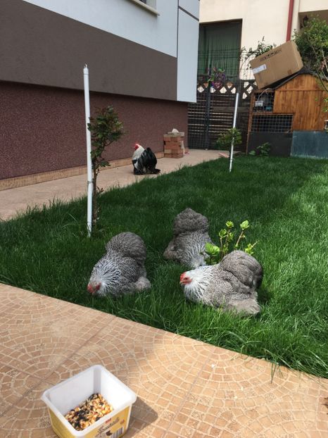 97506309-09EB-4476-A6E8-B40667A91345 - COCHI PITIC HERMINAT INCHIS 2018