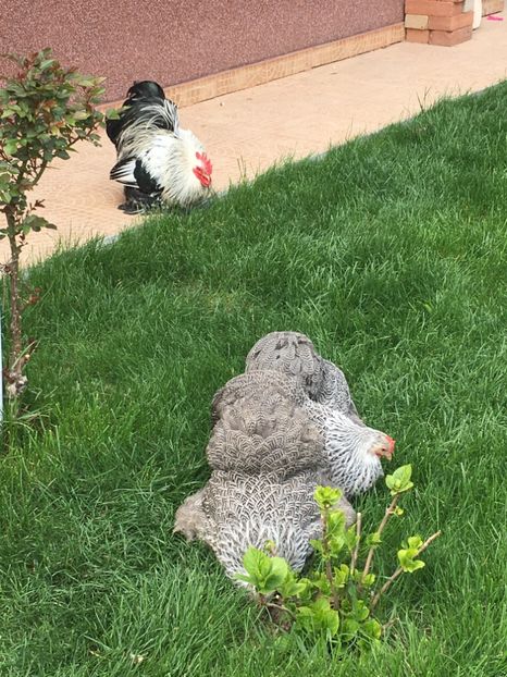 B64832C3-3502-4100-AE82-B9E2561A1763 - COCHI PITIC HERMINAT INCHIS 2018