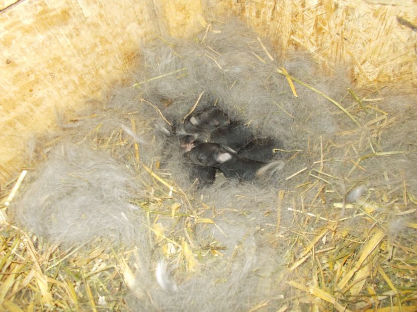 cuib 7 pui (18-04-2018) - CUIBURI 2018