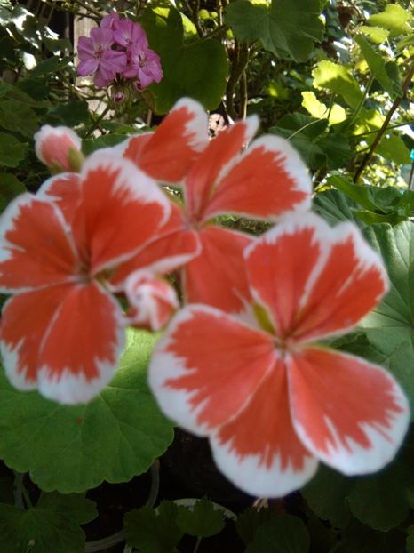 Mr.Wren - Muscatele mele