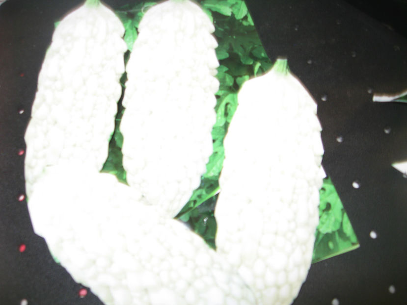 Charantia alb - CHARANTIA__ CASTRAVETE MEDICINAL