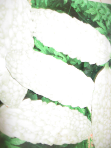 Charantia alb - CHARANTIA__ CASTRAVETE MEDICINAL