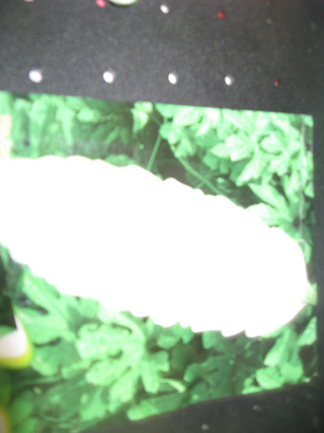 Charantia alb - CHARANTIA__ CASTRAVETE MEDICINAL