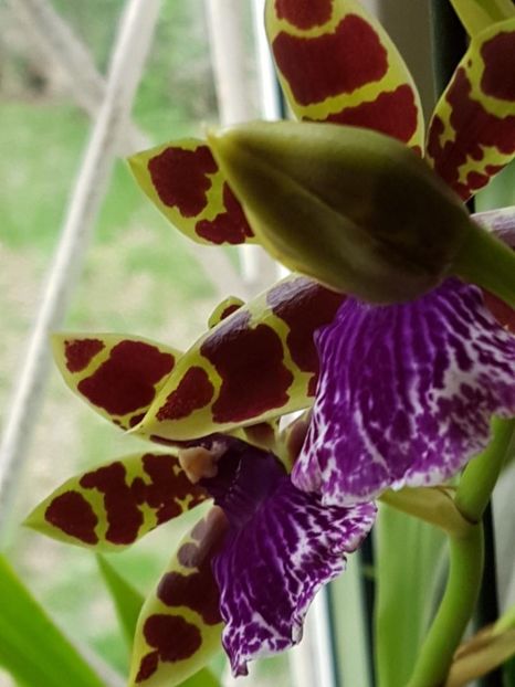 thumbnail (1) - ORHIDEE ZYGOPETALUM TROZY BLUE PARFUMATA 2018