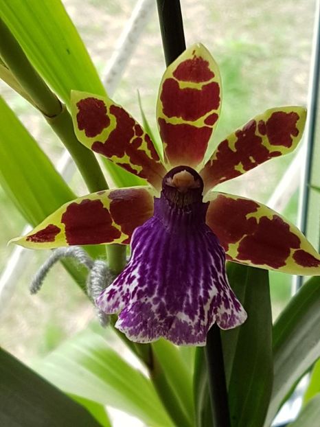 thumbnail (3) - ORHIDEE ZYGOPETALUM TROZY BLUE PARFUMATA 2018