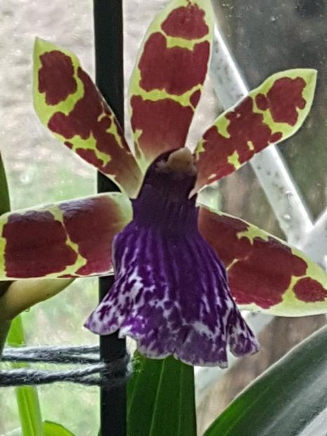 thumbnail (7) - ORHIDEE ZYGOPETALUM TROZY BLUE PARFUMATA 2018