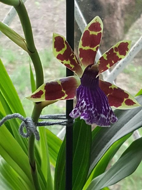 thumbnail (14) - ORHIDEE ZYGOPETALUM TROZY BLUE PARFUMATA 2018