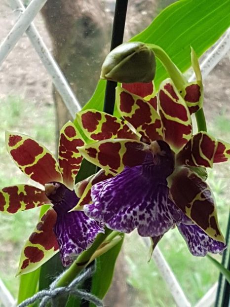 thumbnail (15) - ORHIDEE ZYGOPETALUM TROZY BLUE PARFUMATA 2018