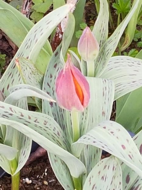 thumbnail (5) - LALELE 2018