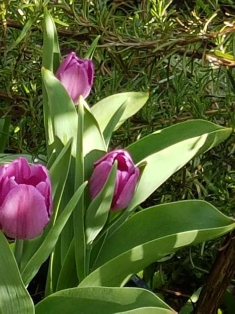 thumbnail (14) - LALELE 2018