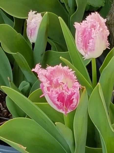 thumbnail (65) - LALELE 2018