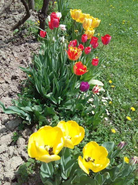  - AAAAA_LALELE 2016_2017_2018_2019