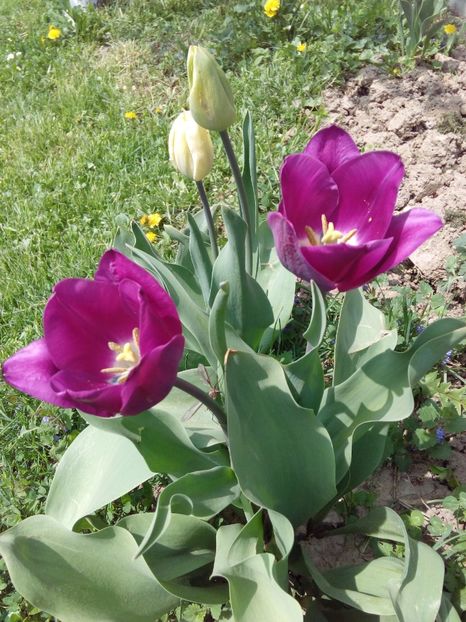  - AAAAA_LALELE 2016_2017_2018_2019