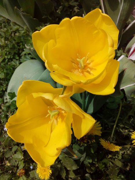  - AAAAA_LALELE 2016_2017_2018_2019