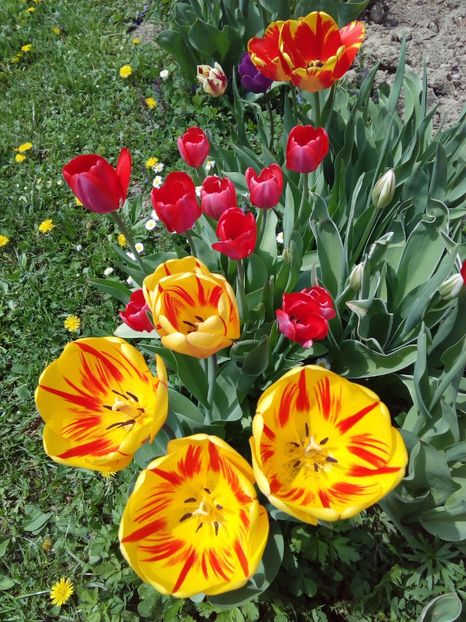  - AAAAA_LALELE 2016_2017_2018_2019