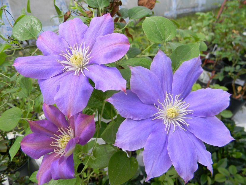 H F young - Clematite 2018