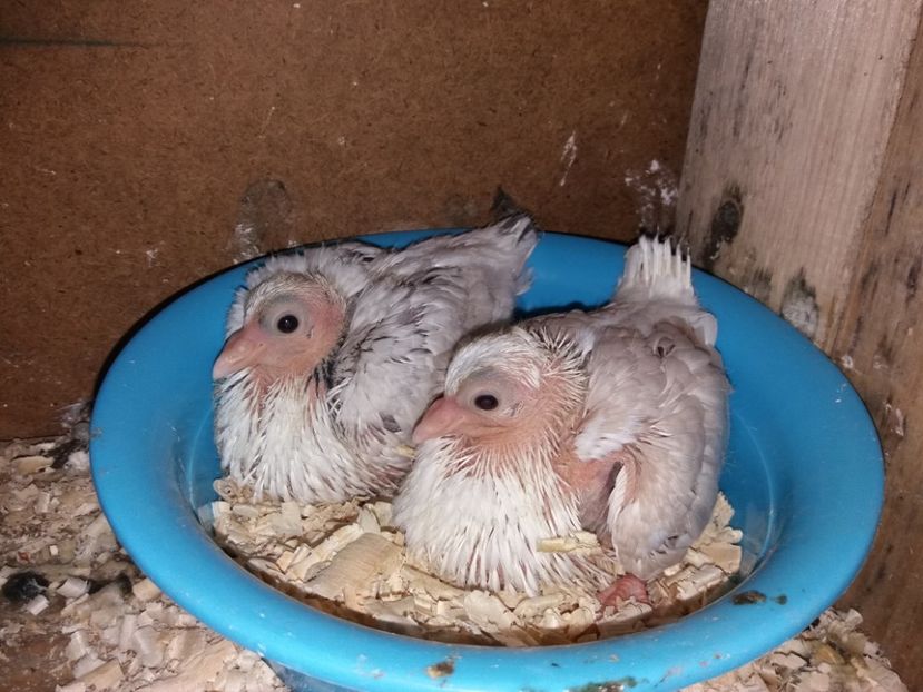  - Jucători de Amara