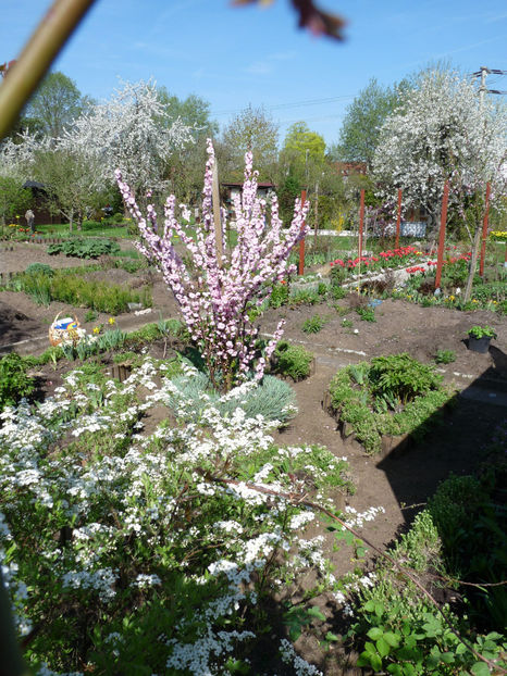  - 2018 - 01 - Primavara