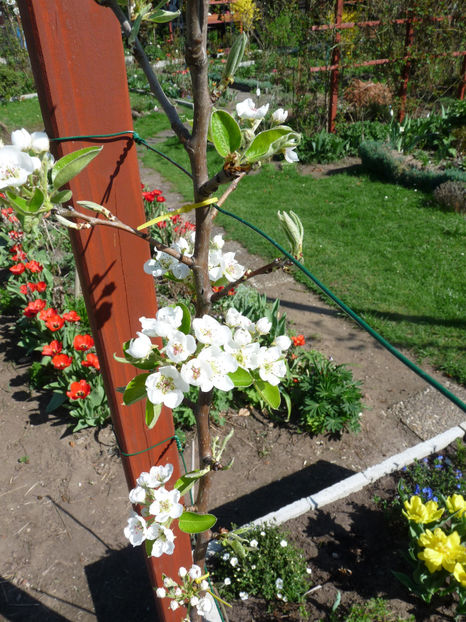  - 2018 - 01 - Primavara