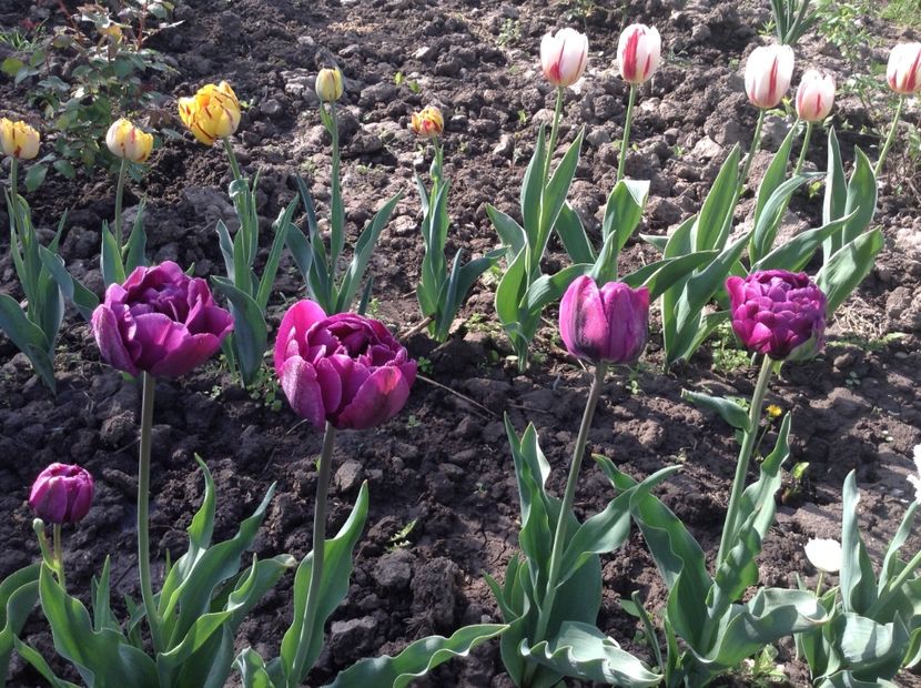 image - Primavara 2018