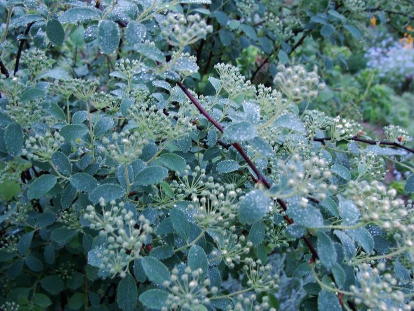 19 aprilie 2018, o dimineată cu multă umezeală - Aprilie 2018 - 2