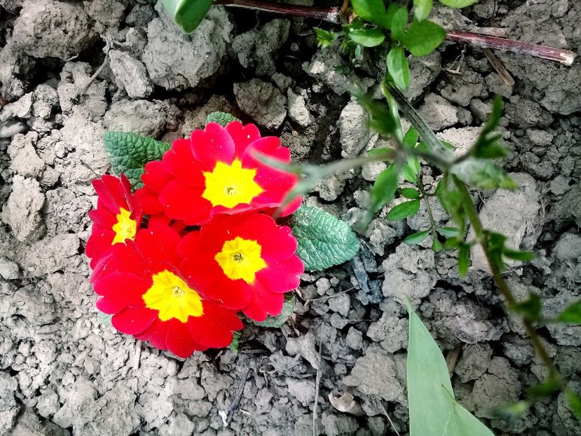  - Primăvara 2018