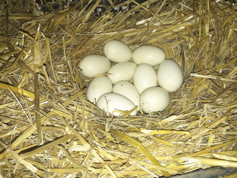 10 bune la prima verificare - Boboci seria nr 1