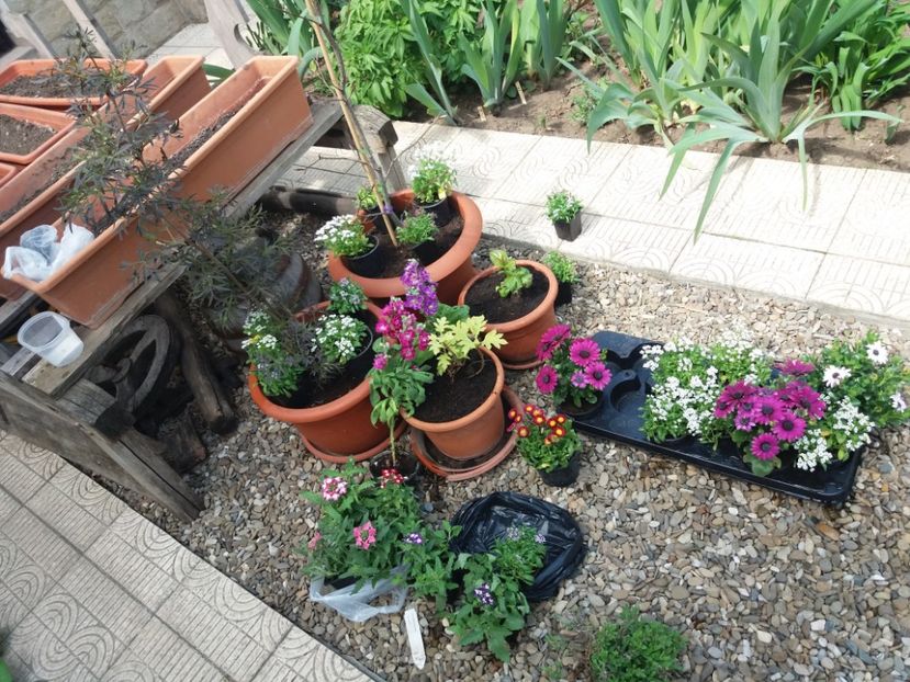 19 aprilie, in lucru... :) - 2018 plantele mele