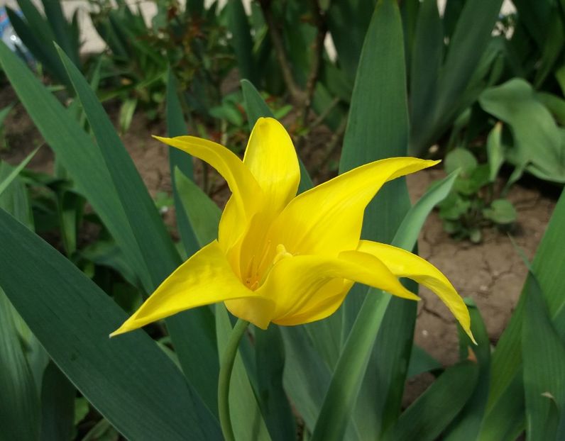 lalea lily flowered west point- ultima floare - 2018 plantele mele