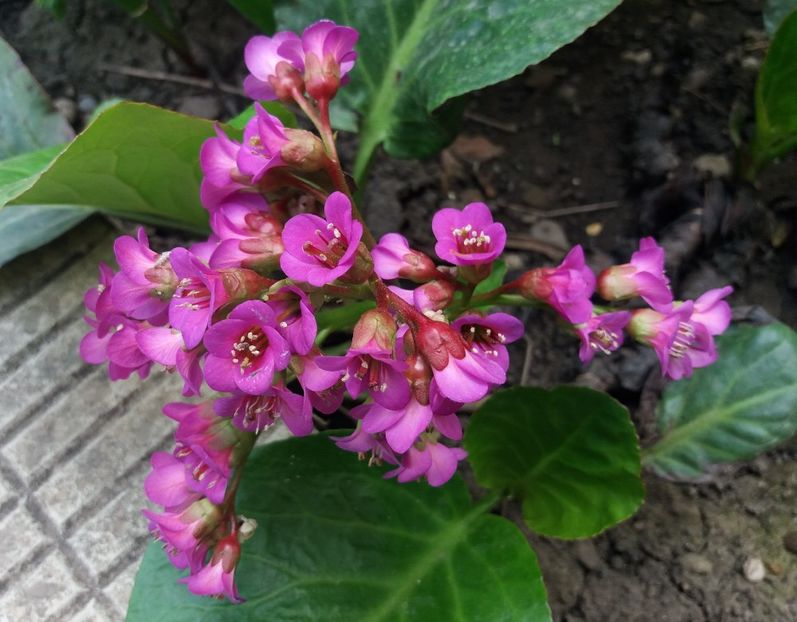 bergenia "winter glow" - 2018 plantele mele