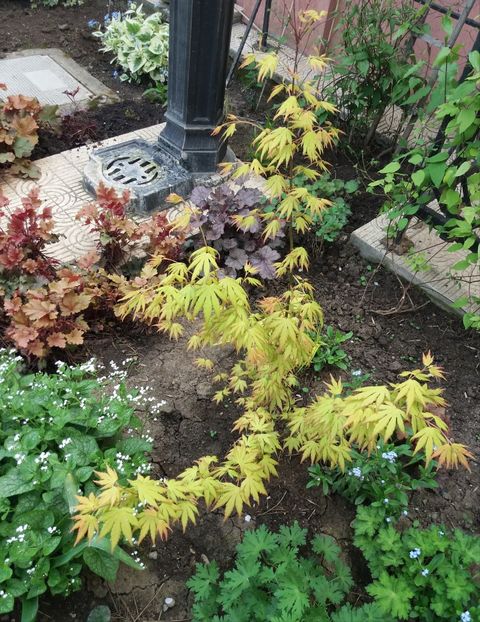  - 2018 plantele mele