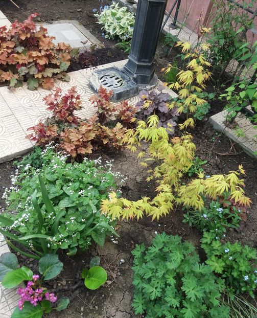 19 aprilie - 2018 plantele mele