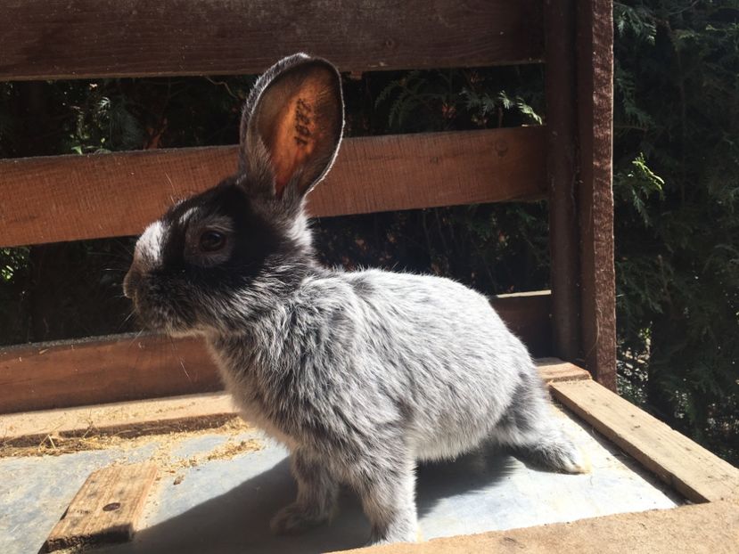 M 1-0 RO 12 1837 - X Iepuri ce i-am avut