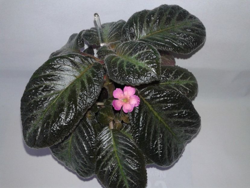 Pinkiscia - EPISCIA